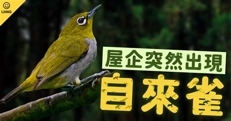 雀鳥飛入屋|自來雀風水秘訣：今日招財有妙方